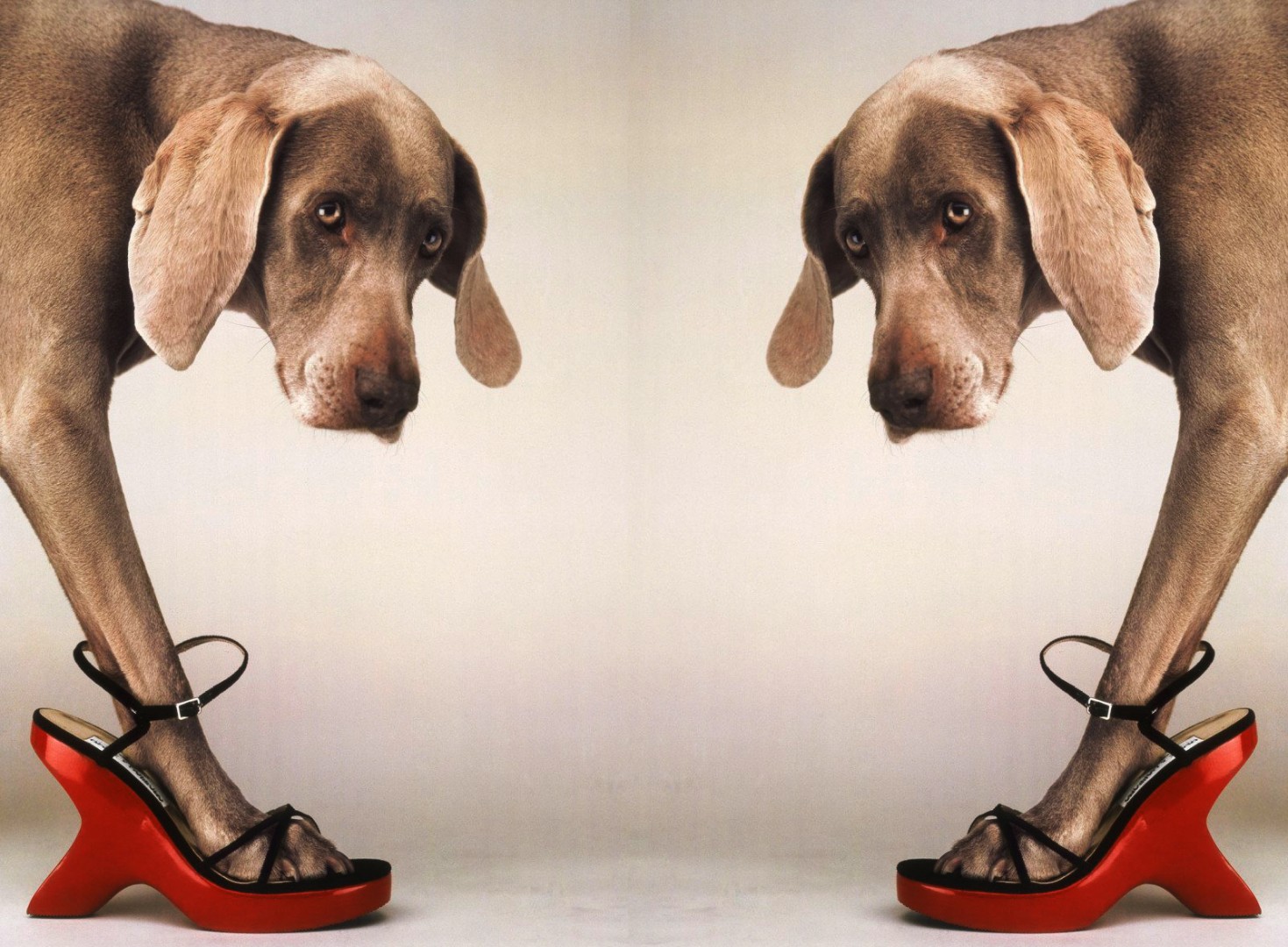 William Wegman