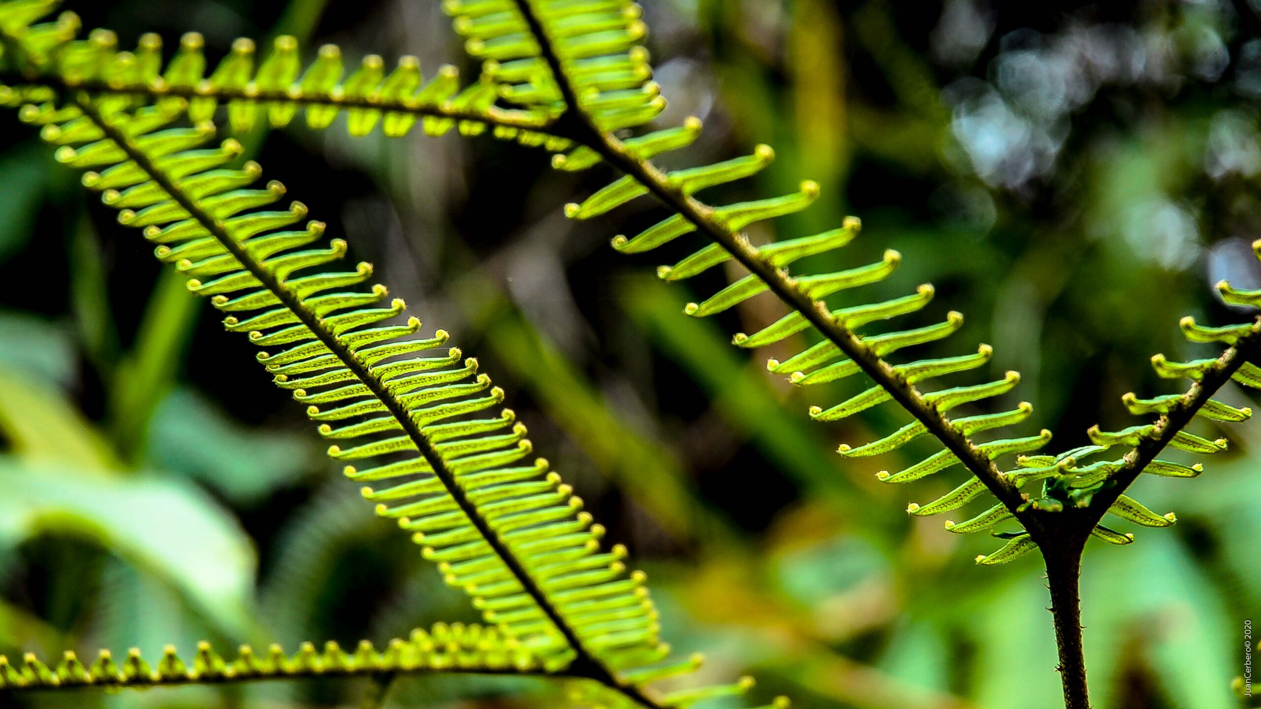 Fractal - por @juancerbero