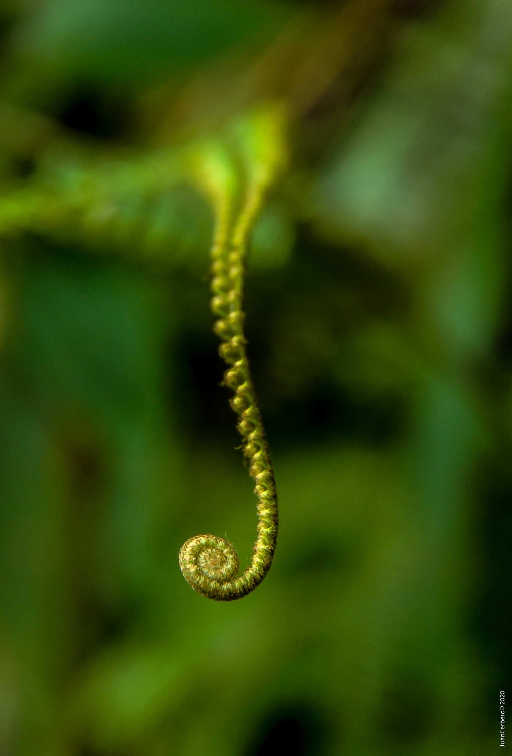 Fractal - por @juancerbero