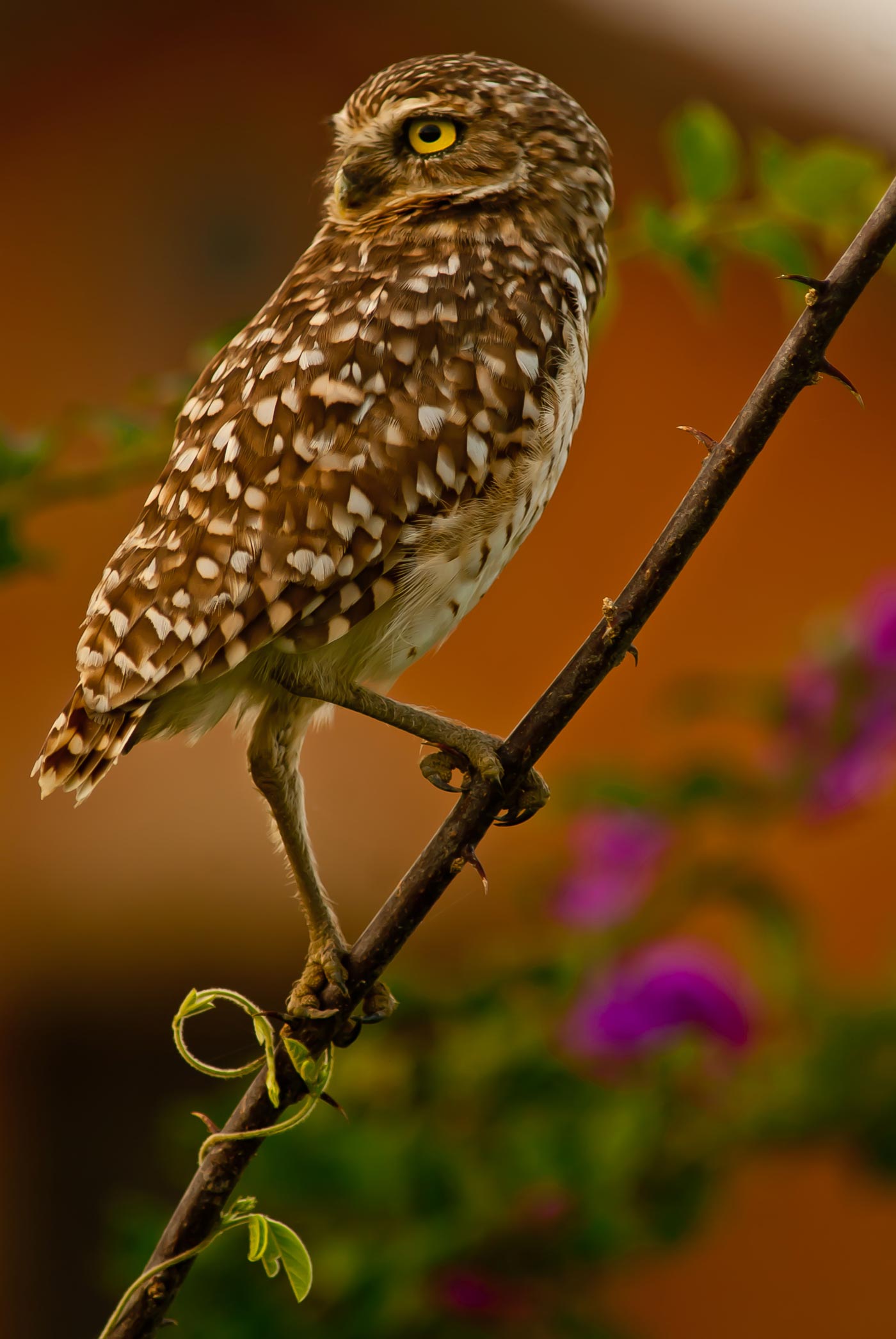 JuanCuotto_Naturaleza_1
