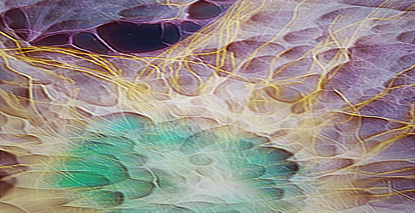 CELLS | Exposición virtual de Corina Lipavsky