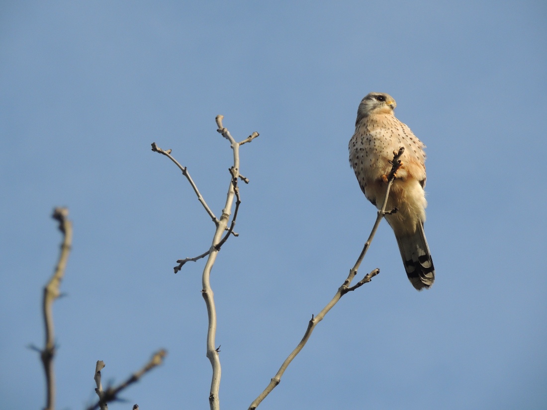 Pájaro UK - Foto por Ismael Rodríguez