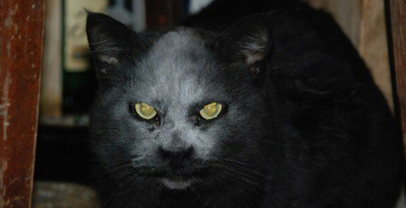 ¿Mi gato se comerá mis ojos? | Caitlin Doughty