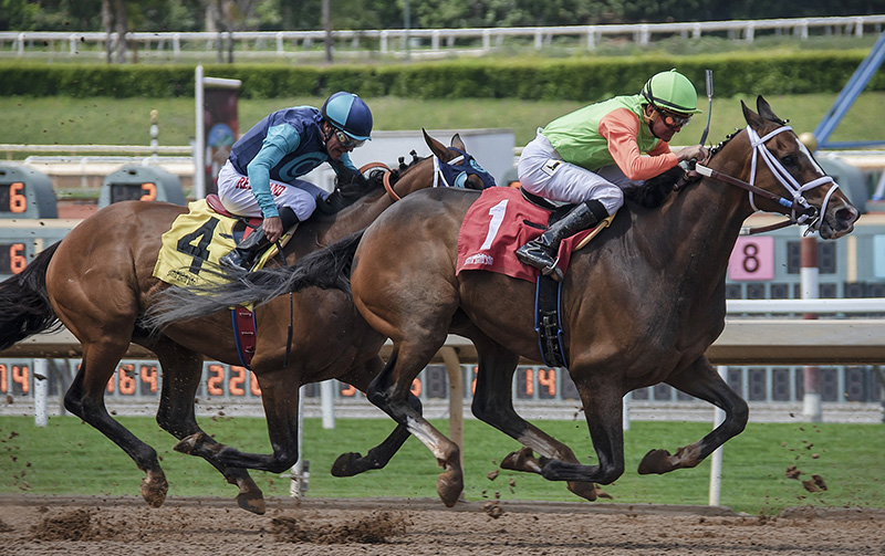 horse-3433862_1920 copia
