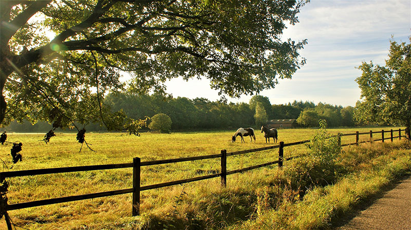 horses-6671487_1920 copia