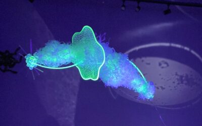 Una despedida luminosa: Arts Connection Foundation cierra su ciclo con la exposición Particular Perspectives