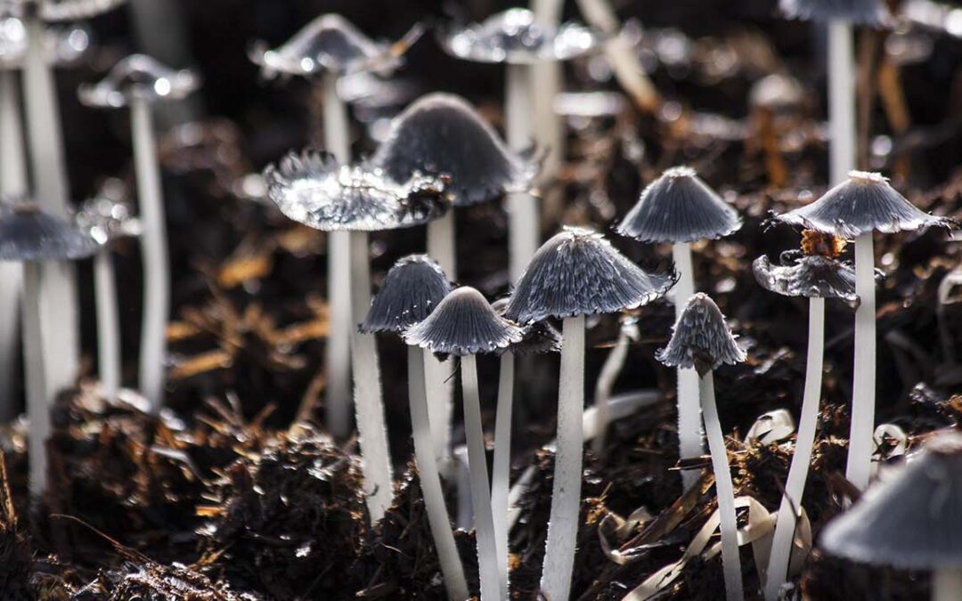 El nuevo viaje | Manifiesto GenX