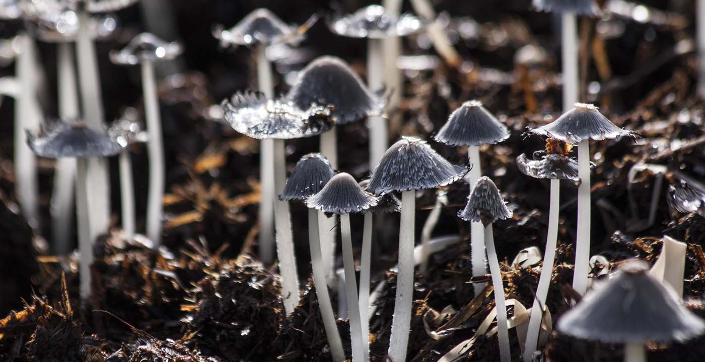 El nuevo viaje | Manifiesto GenX